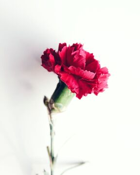 Simbolna slika nagelj