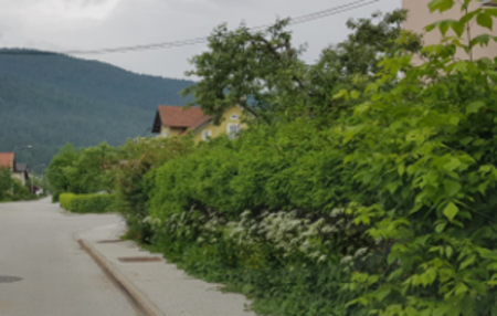 Sibolična slika_zarasla vegetacija